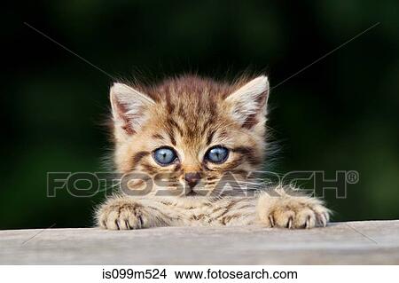 Kitten peeking over fence View Large Photo Image Picture - Kitten peeking over fence. Fotosearch
