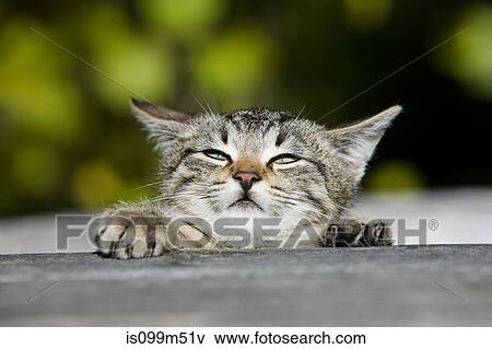 Kitten peeking over fence View Large Photo Image Stock Photo - Kitten peeking over fence. Fotosearch