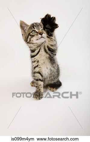 Kitten waving View Large Photo Image Picture - Kitten waving. Fotosearch