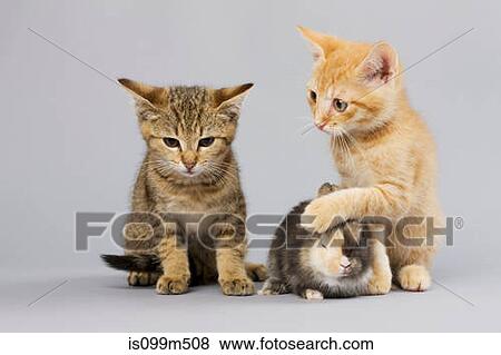 Kittens and rabbit View Large Photo Image Stock Photo - Kittens and rabbit. Fotosearch