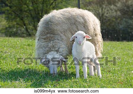 Stock Photo - Lamb and ewe. Fotosearch
