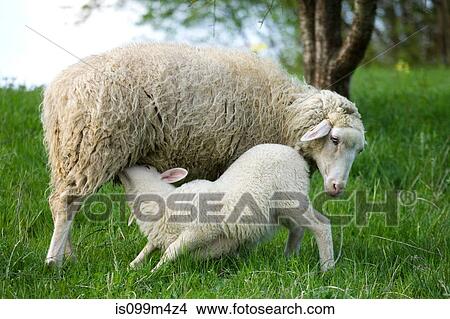 Lamb suckling from ewe View Large Photo Image Picture - Lamb suckling from ewe. Fotosearch