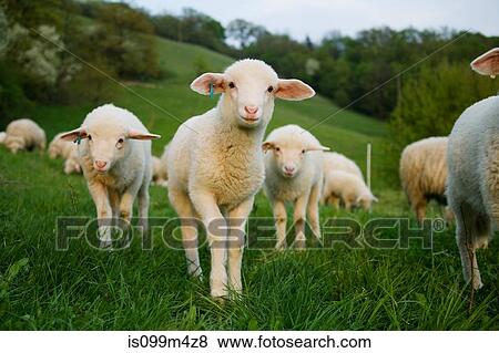 Lambs in field View Large Photo Image Stock Photo - Lambs in field. Fotosearch