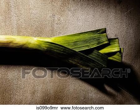 Leek View Large Photo Image Stock Photography - Leek. Fotosearch
