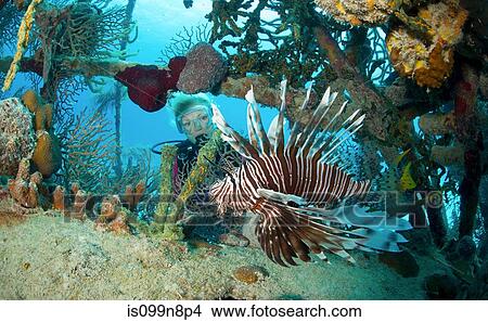 Lionfish in Unnatural Habitat View Large Photo Image Picture - Lionfish in Unnatural Habitat. Fotosearch