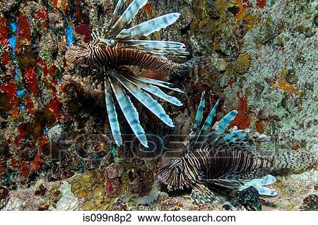 Lionfish in Unnatural Habitat View Large Photo Image Stock Image - Lionfish in Unnatural Habitat. Fotosearch