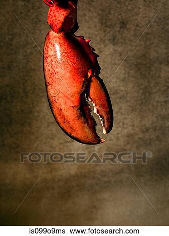Lobster claw View Large Photo Image Stock Photograph - Lobster claw. Fotosearch