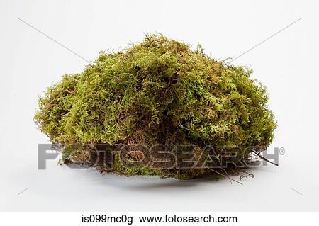 Lump of moss View Large Photo Image Stock Image - Lump of moss. Fotosearch