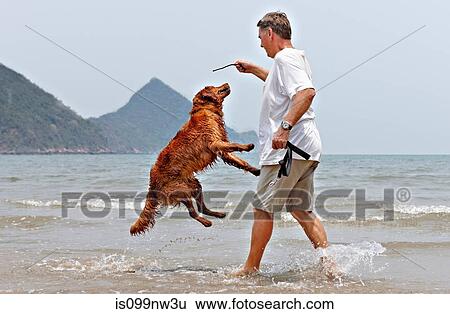 Man playing with dog on beach in Thailand View Large Photo Image Stock Photograph - Man playing with dog on beach in Thailand. Fotosearch