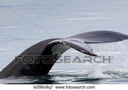 Stock Photo - Peduncle and Tail of Humpback. Fotosearch