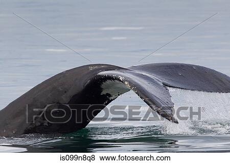 Stock Photo - Peduncle and Tail of Humpback. Fotosearch