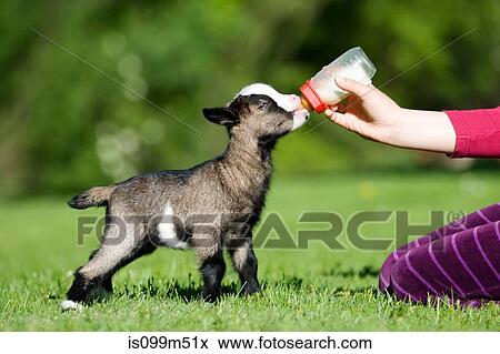 Stock Photo - Person feeding goat kid bottle of milk. Fotosearch