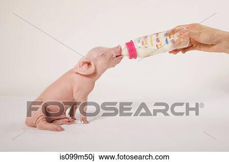 Person feeding piglet bottle of milk View Large Photo Image Stock Image - Person feeding piglet bottle of milk. Fotosearch