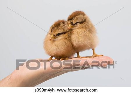 Person holding chicks on palm of hand View Large Photo Image Stock Image - Person holding chicks on palm of hand. Fotosearch