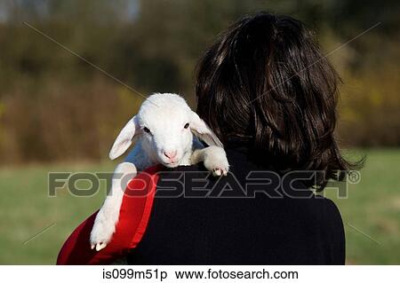 Person holding goat kid over shoulder View Large Photo Image Stock Photography - Person holding goat kid over shoulder. Fotosearch