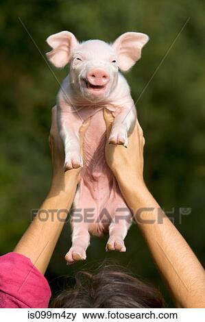 Person holding piglet above head View Large Photo Image Stock Photo - Person holding piglet above head. Fotosearch