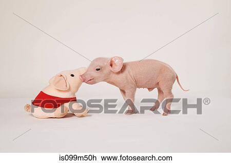 Piglet and soft toy View Large Photo Image Stock Image - Piglet and soft toy. Fotosearch