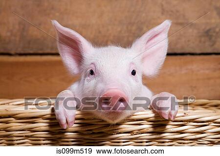 Piglet in basket, close up View Large Photo Image Stock Photo - Piglet in basket, close up. Fotosearch