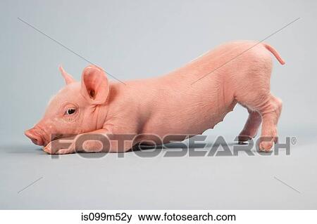 Piglet lying down View Large Photo Image Stock Photo - Piglet lying down. Fotosearch