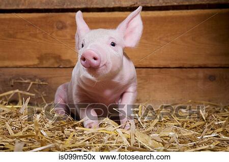 Piglet on straw View Large Photo Image Stock Photo - Piglet on straw. Fotosearch