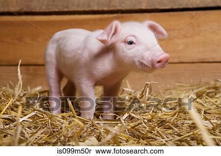 Piglet on straw View Large Photo Image Stock Photography - Piglet on straw. Fotosearch