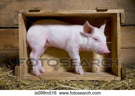 Piglet standing in wooden crate View Large Photo Image Stock Photograph - Piglet standing in wooden crate. Fotosearch