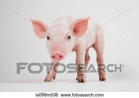 Stock Photograph - Piglet. Fotosearch
