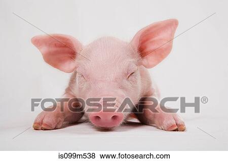 Stock Photo - Piglet with eyes closed. Fotosearch