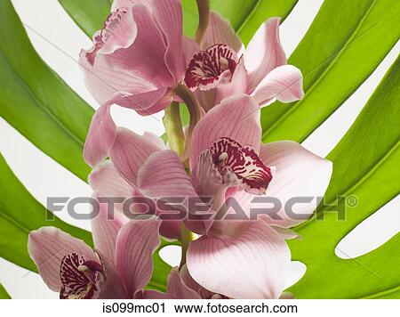 Stock Image - Pink flower against leaf. Fotosearch