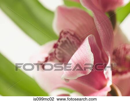 Stock Image - Pink flower, close up. Fotosearch