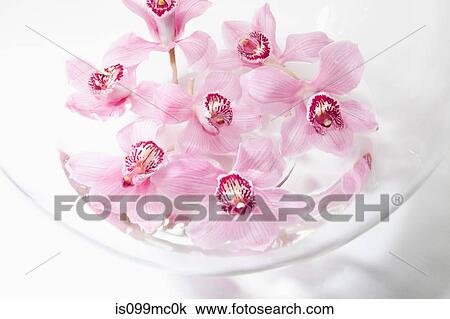 Pink flowers in glass bowl View Large Photo Image Stock Image - Pink flowers in glass bowl. Fotosearch