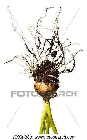 Plant bulb roots View Large Photo Image Stock Photography - Plant bulb roots. Fotosearch