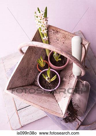 Plant bulbs in basket with trowel View Large Photo Image Picture - Plant bulbs in basket with trowel. Fotosearch