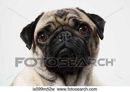 Pug dog close up, portrait View Large Photo Image Stock Photo - Pug dog close up, portrait. Fotosearch