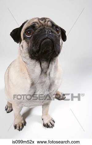 Pug dog, portrait View Large Photo Image Stock Photo - Pug dog, portrait. Fotosearch