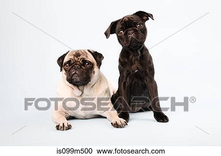 Pug dogs sitting down, portrait View Large Photo Image Stock Image - Pug dogs sitting down, portrait. Fotosearch