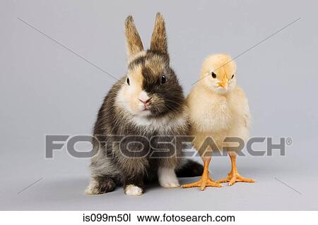 Rabbit and chick, studio shot View Large Photo Image Stock Image - Rabbit and chick, studio shot. Fotosearch