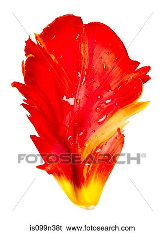Red tulip leaf View Large Photo Image Stock Photograph - Red tulip leaf. Fotosearch