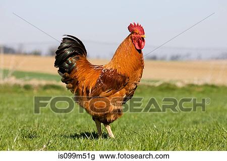 Rooster in field View Large Photo Image Stock Image - Rooster in field. Fotosearch