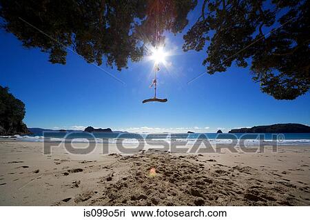 Rope swing at beach, Hahei, Waikato Region, New Zealand View Large Photo Image Stock Image - Rope swing at beach, Hahei, Waikato Region, New Zealand. Fotosearch