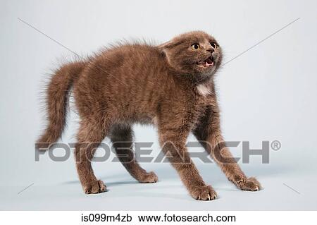 Scared cat with arched back View Large Photo Image Stock Image - Scared cat with arched back. Fotosearch