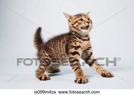 Scared kitten View Large Photo Image Stock Image - Scared kitten. Fotosearch