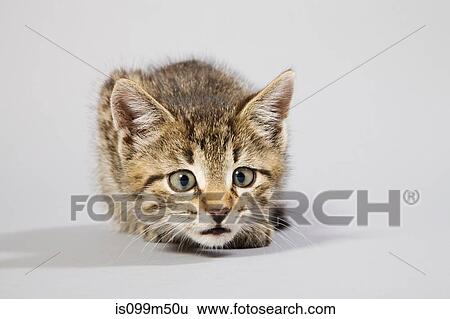 Stock Photograph - Scared looking kitten. Fotosearch
