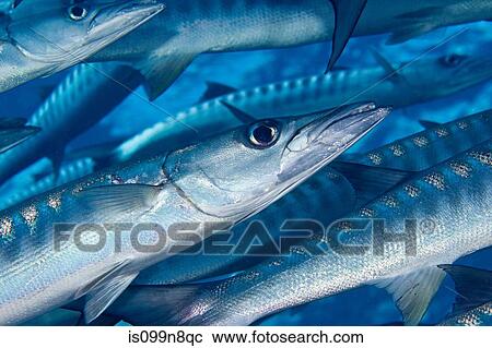 School of Blackfin Barracuda. View Large Photo Image Stock Image - School of Blackfin Barracuda.. Fotosearch