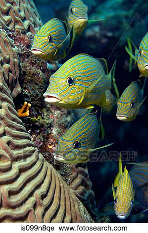 School of Blue striped Grunt View Large Photo Image Stock Image - School of Blue striped Grunt. Fotosearch