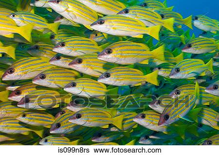 School of Bluelined snapper View Large Photo Image Stock Photograph - School of Bluelined snapper. Fotosearch