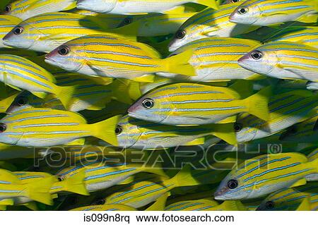 School of Bluelined snapper View Large Photo Image Stock Photography - School of Bluelined snapper. Fotosearch