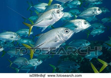 Stock Image - School of Horse-eyed Jack. Fotosearch