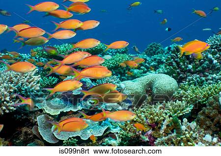 Stock Photograph - Schooling anthias, Maldives. Fotosearch