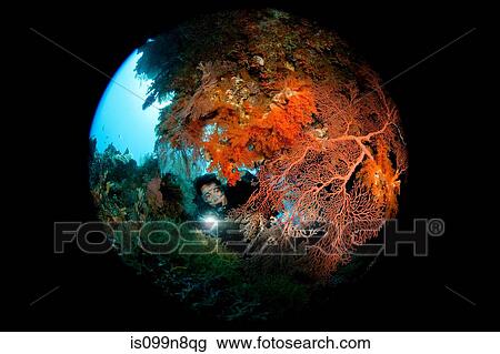 Scuba diver behind Gorgonian View Large Photo Image Stock Image - Scuba diver behind Gorgonian. Fotosearch
